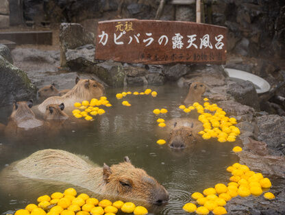 伊豆シャボテン動物公園