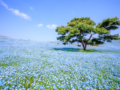 国営ひたち海浜公園